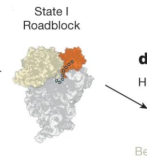 Open access visualization of Protein Structure, Workflow, h28, RNase R, 30S Head