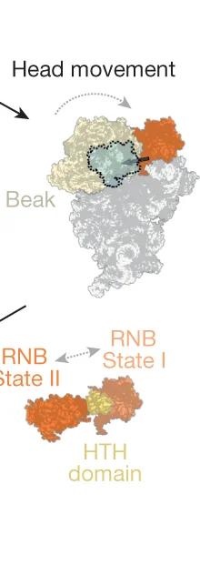 Open access visualization of Protein Structure, h28, 30S Head