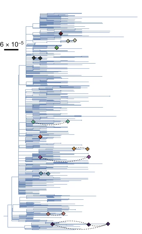 Open access visualization of Pathway, Phylogenetic Relationship, SARS-CoV-2 RNA, Persistent Infections, Reinfections