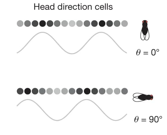 Open access visualization of Line Plot, Illustration, Drosophila Brain, Head Direction, Δ7 Cells