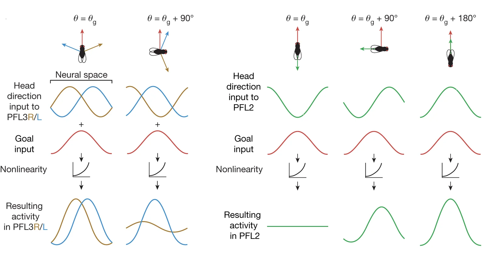 Open access visualization of Workflow, Line Plot, Illustration, PFL Population, Head Direction