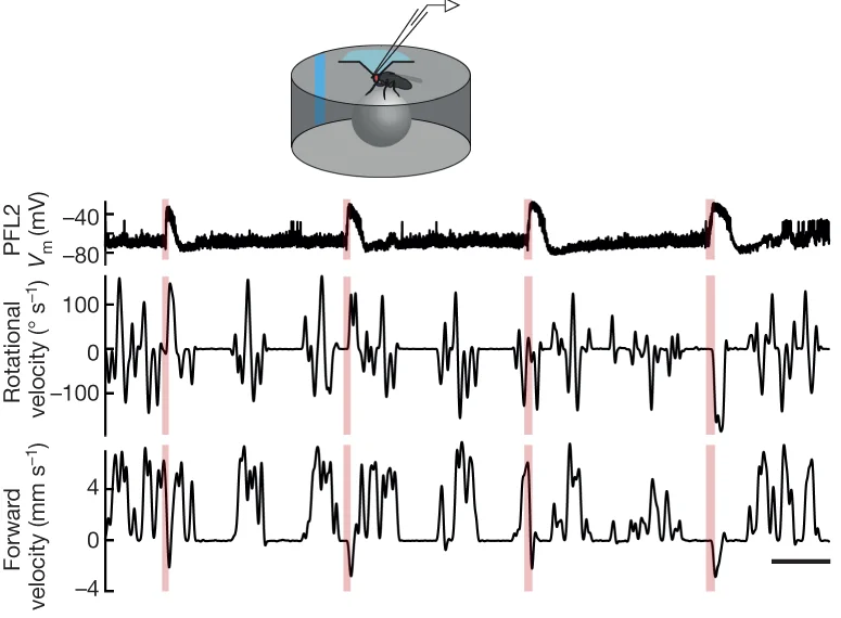 Open access visualization of Line Plot, ATP, PFL2 Cells, P2X2, Rotational Speed