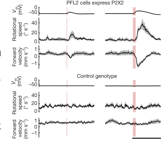Open access visualization of Line Plot, Error Bars, PFL2 Cells, P2X2, Genetic Controls