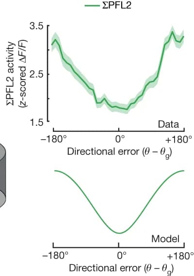 Open access visualization of Line Plot, Error Bars, PFL2 Activity, Directional Error, DNa03 dendrites