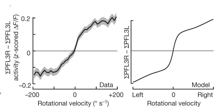 Open access visualization of Line Plot, Error Bars, PFL3 Activity, Rotational Velocity, Model Prediction
