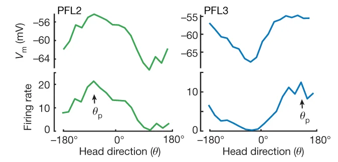Open access visualization of Line Plot, Head Direction Tuning, PFL2 Cell, PFL3 Cell