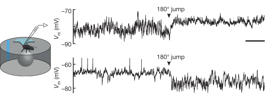 Open access visualization of Line Plot, Whole-Cell Recordings, PFL2 Cell, PFL3 Cell, IPSP Frequency