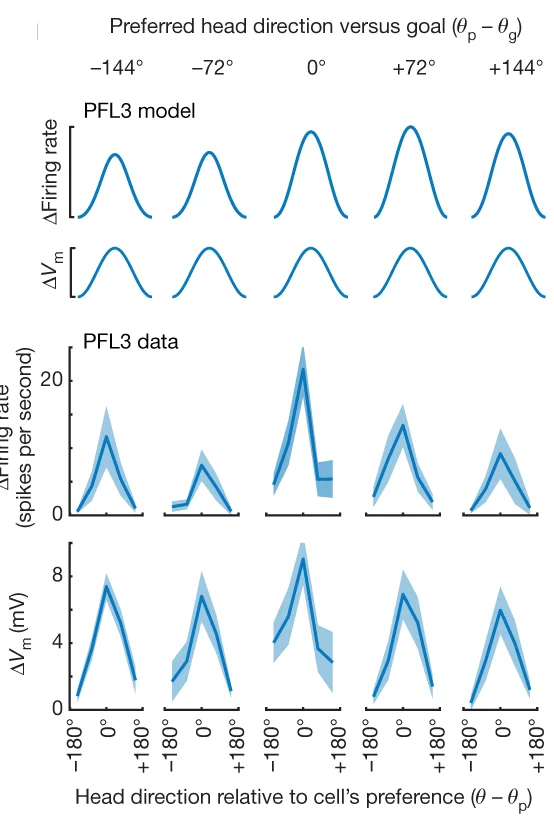 Open access visualization of Line Plot, Error Bars, PFL3 Neurons, PFL3R, PFL3L