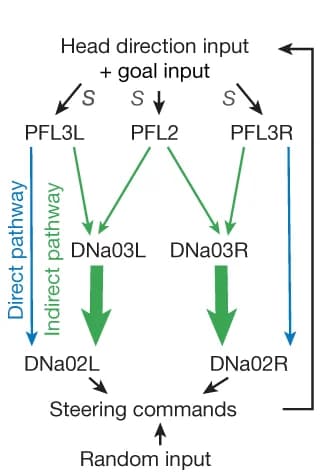 Open access visualization of Workflow, Flowchart, Direct Pathways, Indirect Pathways, PFL2 Cells