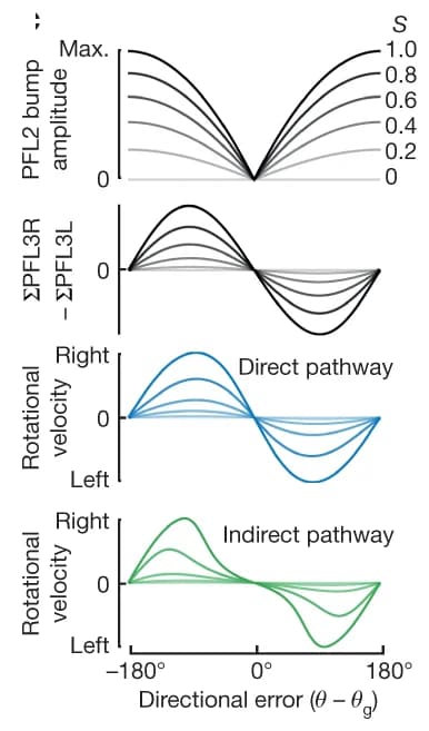 Open access visualization of Line Plot, PFL2 Bump Amplitude, ΣPFL3R − ΣPFL3L, Directional Error, Rotational Velocity