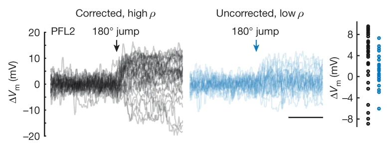 Open access visualization of Line Plot, Scatter Plot, PFL2 Membrane Potential, Corrected Jumps, Uncorrected Jumps