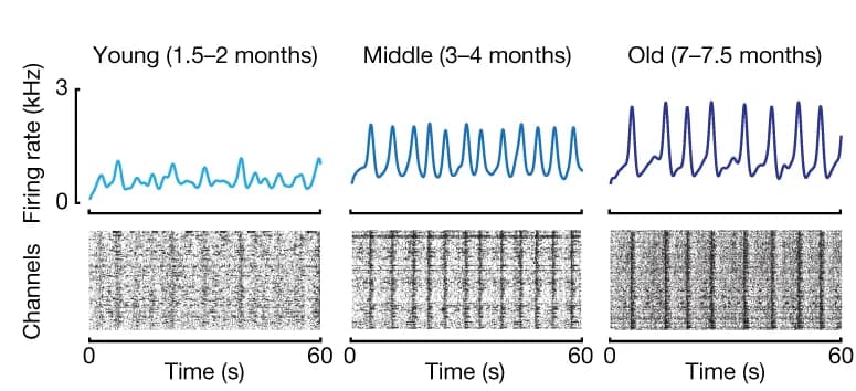 Open access visualization of Line Plot, Heatmap, Spike Time Histograms, Raster Plots, Human Neurons