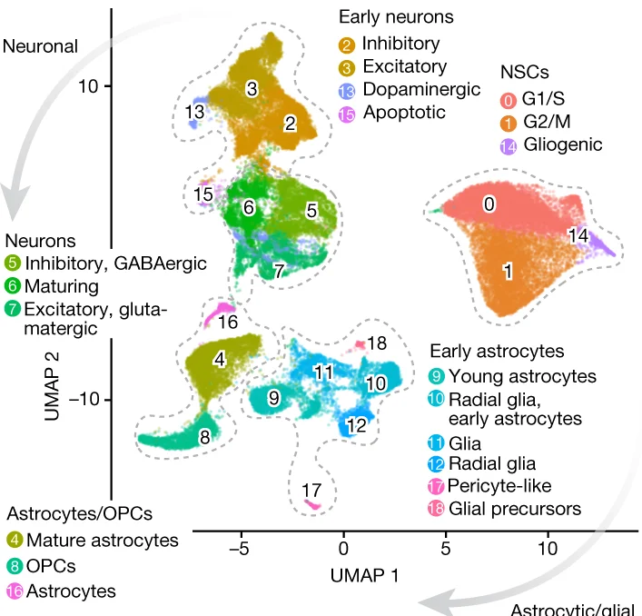 Open access visualization of Scatter Plot, UMAP, iCoMoNSC, iNets, Clusters