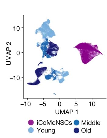 Open access visualization of UMAP, Cell Cycle Stage