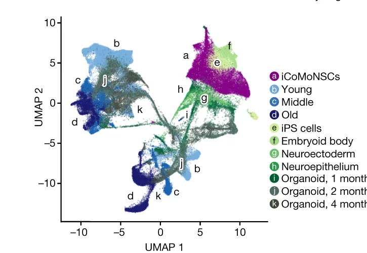 Open access visualization of Scatter Plot, UMAP, Organoid, Experimental Stage