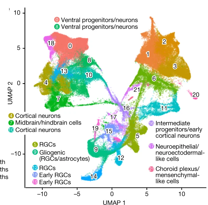 Open access visualization of Scatter Plot, UMAP, Organoid, iCoMoNSC, Clusters