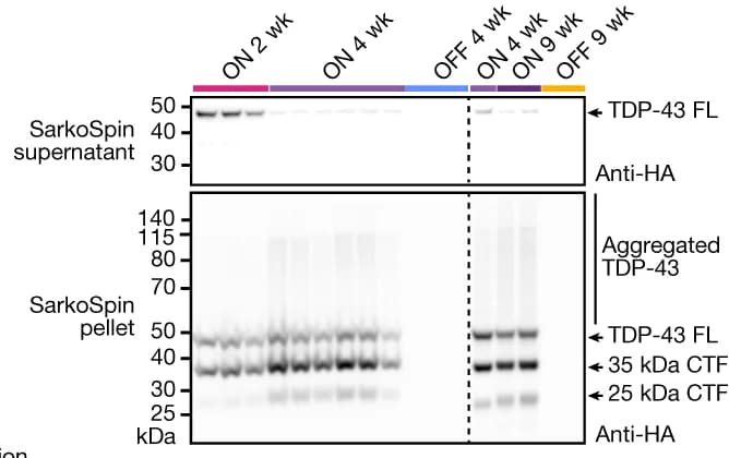 Open access visualization of Gel, Western Blots, Supernatants, Pellets, C-terminal Fragment