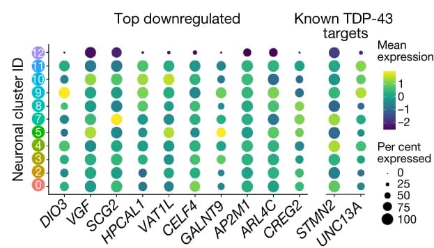 Open access visualization of Bubble Plot, Heatmap, Dot Plot, Expression, Marker Genes
