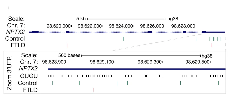 Open access visualization of Line Plot, iCLIP crosslink sites, NPTX2, Human Brains, 3' UTR