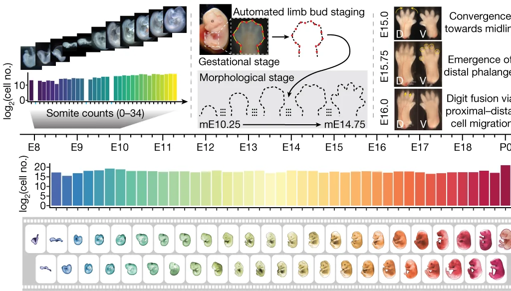 Open access visualization of Bar Plot, Photo, Illustration, Embryos, Morphological Features