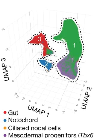 Open access visualization of 3D Plot, 3D UMAP, Embryonic Cells, Somitogenesis, Cell Clusters