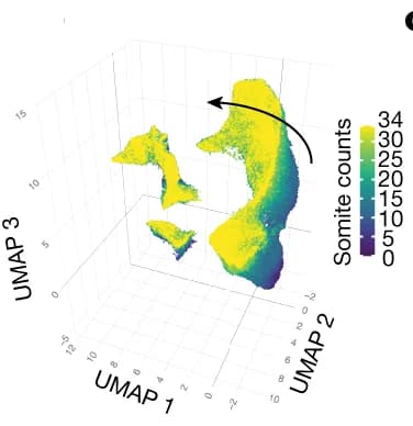 Open access visualization of 3D Plot, UMAP, Somite Counts