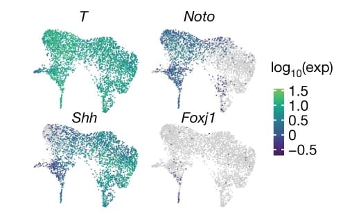 Open access visualization of Scatter Plot, UMAP, Marker Genes, Notochord, Ciliated Nodal Cells