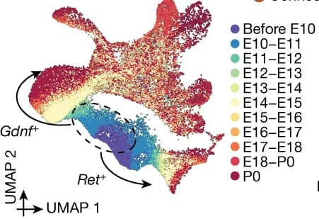 Open access visualization of UMAP, Developmental Stage, Intermediate Mesoderm, Trajectories, Gdnf