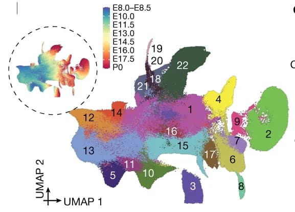Open access visualization of UMAP, Cells, Lateral Plate, Intermediate Mesoderm, Derivatives