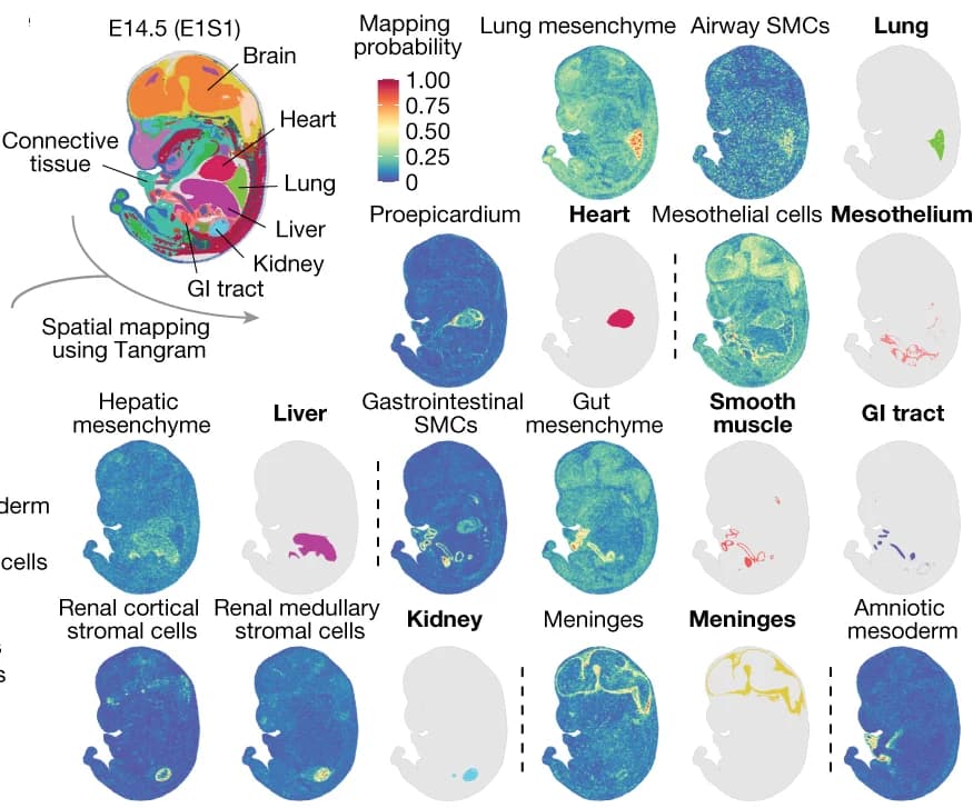 Open access visualization of Heatmap, Spatial Origin, Lateral Plate, Intermediate Mesoderm, Derivatives