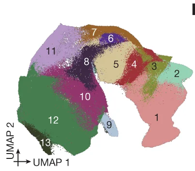 Open access visualization of UMAP, 2D UMAP, Neuroectodermal Territories, Neuroectoderm, Glia