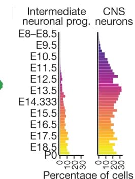 Open access visualization of Bar Plot, Embryo Composition, Intermediate Neuronal Progenitor, CNS Neuron, Cell Clusters