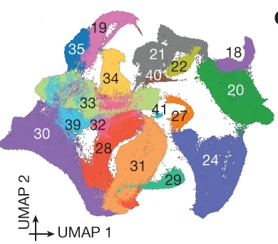 Open access visualization of UMAP, 2D UMAP, Glutamatergic Neurons, GABAergic Neurons, Spinal Cord Dorsal Progenitors