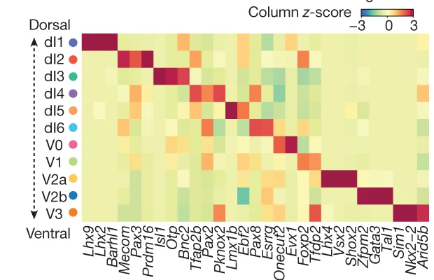 Open access visualization of Heatmap, Transcription Factor Markers, Spinal Interneurons, Gene Expression, UMI Counts