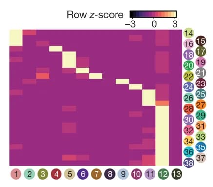 Open access visualization of Heatmap, MNN Pairs, Derivative Cell Types, Neuroectodermal Territories