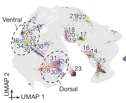 Open access visualization of Scatter Plot, UMAP, Progenitor Cells, Derivative Cell Types, MNN Pairs