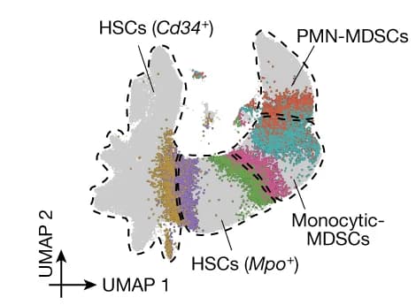 Open access visualization of Scatter Plot, UMAP, Edge Inference, HSCs, MDSCs