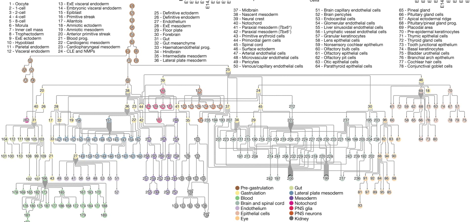 Open access visualization of Workflow, Flowchart, Directed Graph, Mouse Development, Cell Type Nodes