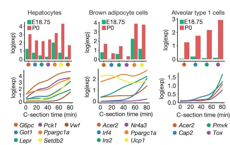 Open access visualization of Line Plot, Bar Plot, Clustered, Gene Expression, Hepatocytes