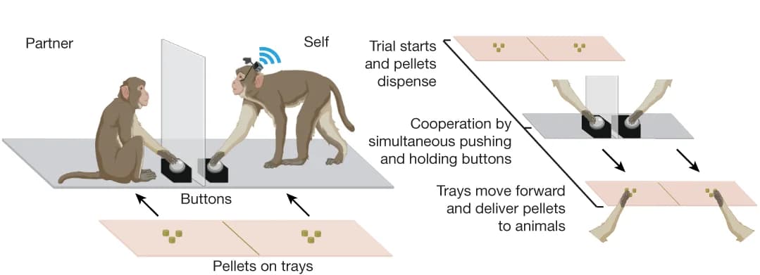 Open access visualization of Workflow, Illustration, Behavioral Task, Cooperation, Food Reward