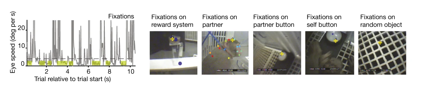 Open access visualization of Line Plot, Photo, Fixations, Eye Speed, Scene Camera Images