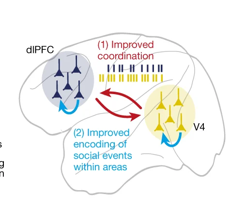 Open access visualization of Illustration, Workflow, Social Learning Model, Spike-Timing Coordination, Social Variables