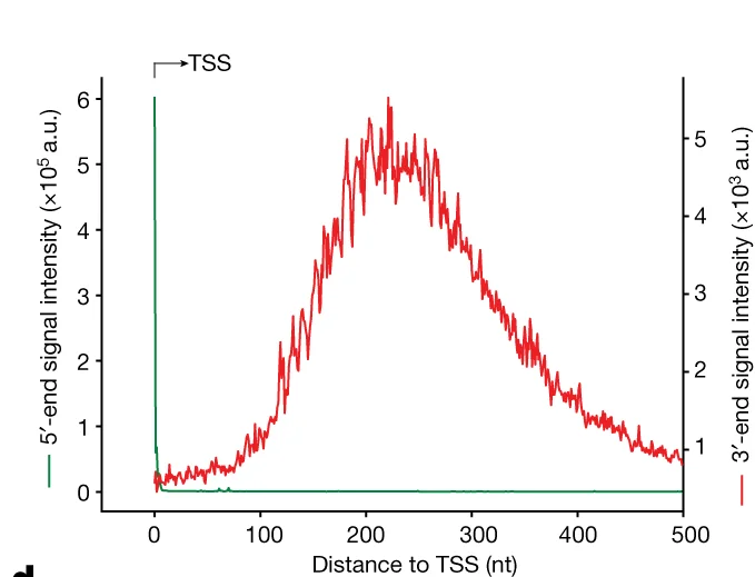 Open access visualization of Line Plot, Line Step, Nascent RNAs, NET-SEnd-seq, 5' End