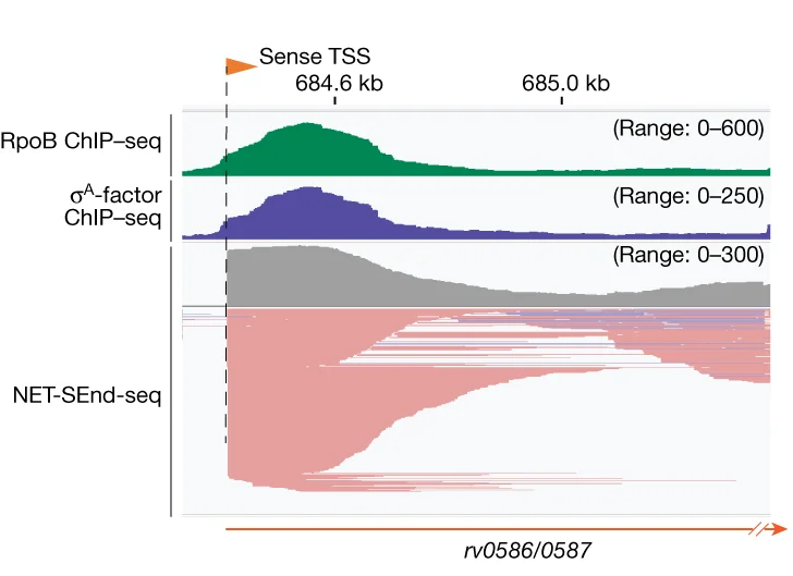 Open access visualization of Line Plot, RNAP ChIP-seq, Sigma A-factor ChIP-seq, RNA SEnd-seq, Mtb Genomic Region