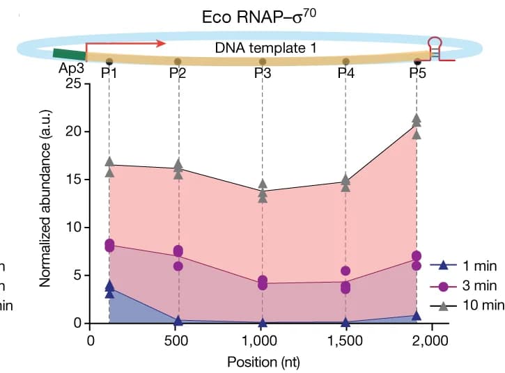 Open access visualization of Line Plot, Scatter Plot, Illustration, RNA Products, Eco RNAP-sigma 70 Holoenzyme