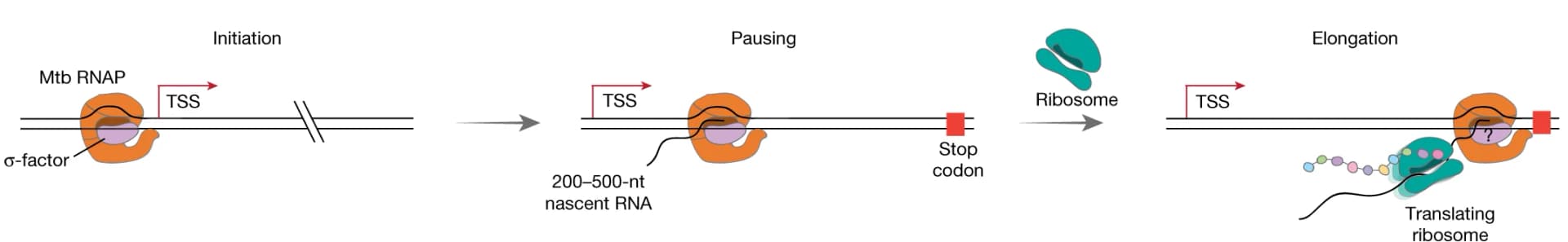Open access visualization of Workflow, Illustration, Mtb Transcription, RNAP, Ribosome