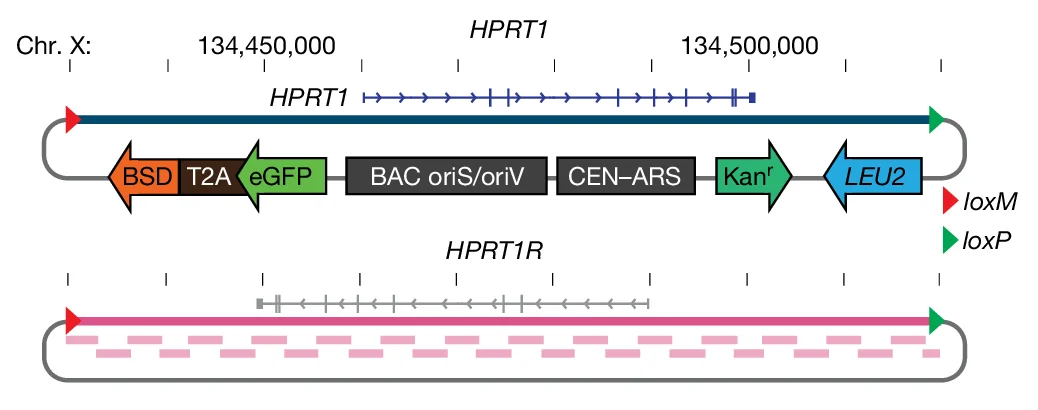 Open access visualization of Workflow, Illustration, HPRT1 Locus, Assemblon Vector, Lox Recombination Sites