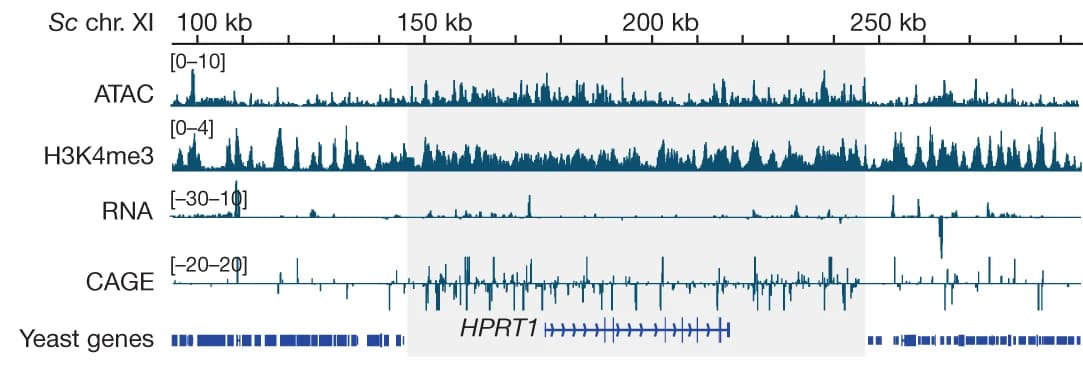 Open access visualization of Line Plot, ATAC-seq, H3K4me3 CUT&RUN, RNA-seq, CAGE-seq