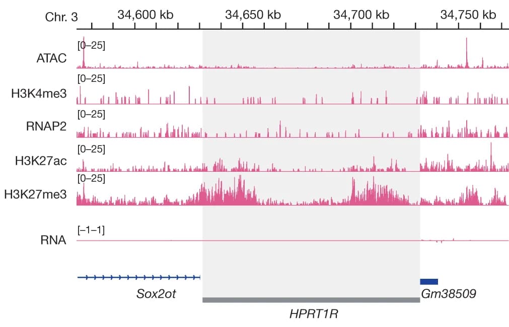 Open access visualization of Line Plot, Sequencing, ATAC-seq, H3K4me3, RNAP2