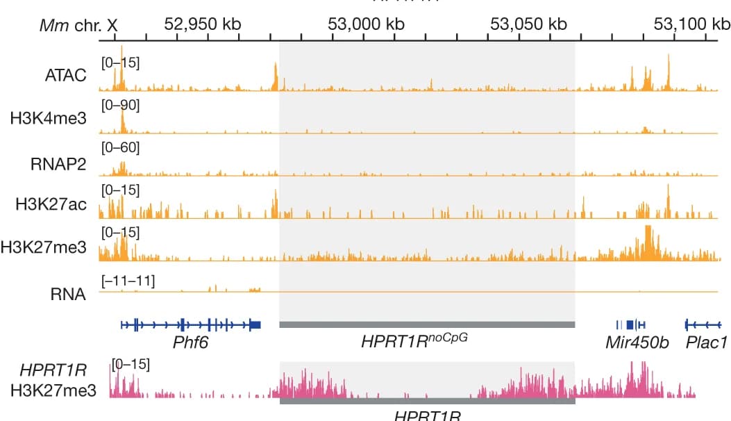 Open access visualization of Line Plot, Sequencing Tracks, ATAC-seq, H3K4me3, RNAP2